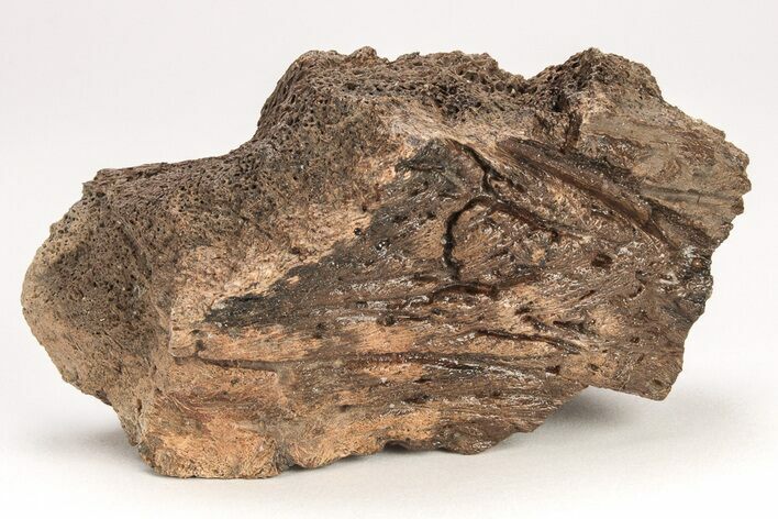 Dinosaur (Triceratops) Frill Shield Section - Montana #208854